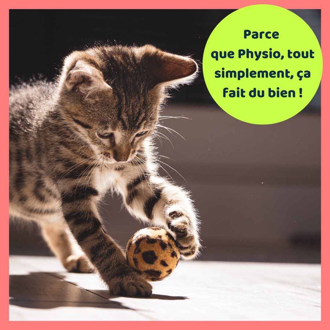 La physiothérapie pour les chats est incluse dans l'assurance.